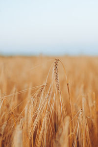 Wheat field. ears of golden wheat closeup. sunset time, harvest concept