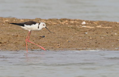 Bird on beach