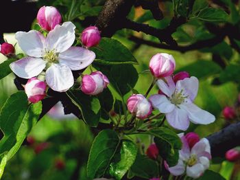 Close-up of pink flowers blooming on tree