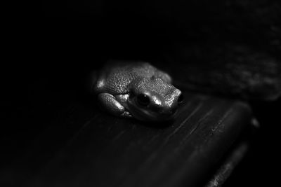 Close-up of crab on wood