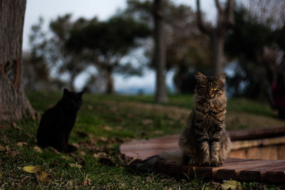 Portrait of kitten sitting on grass