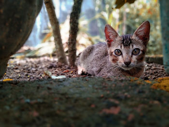 Portrait of cat on ground