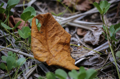 Close-up of fallen maple leaf on grass