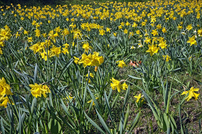 Close-up of yellow flowering plants on field