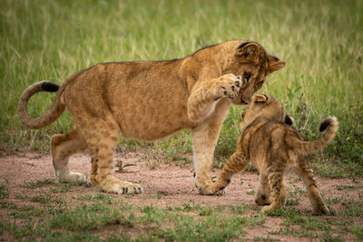 Lioness with cub playing at field