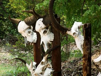 Close-up of animal skull