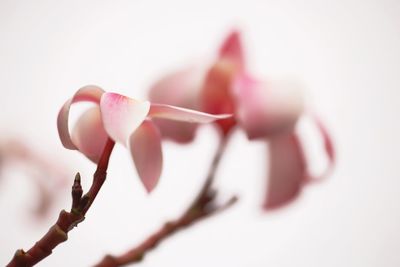 Close-up of flower against white background