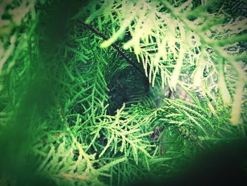 Close-up of fern in forest