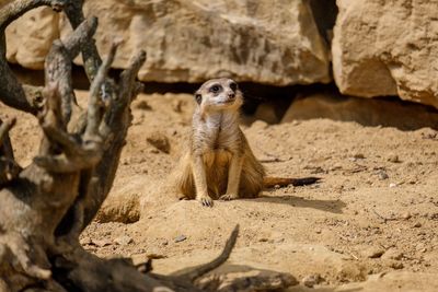 View of lizard on rock