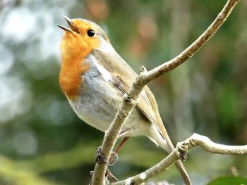 Close-up of bird perching on branch