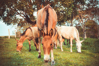 Horses in a field