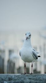 Close-up of seagull perching on retaining wall