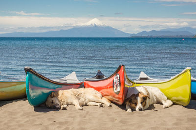 Stray dogs sleeping by boats on sand at lake llanquihue against sky
