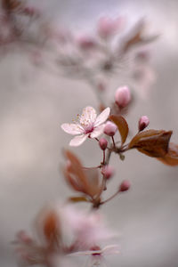 Close-up of pink cherry blossoms