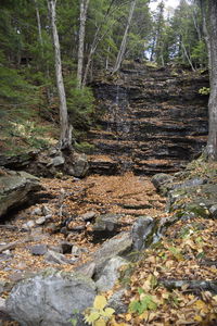 Stream flowing through forest