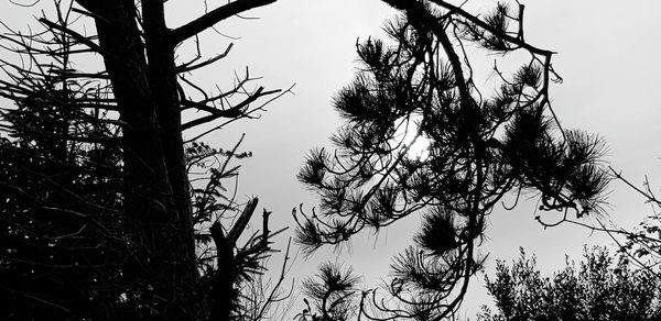 Low angle view of silhouette trees against sky