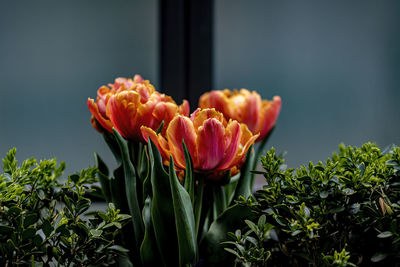 Flowers in a window box