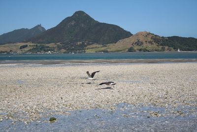 Birds flying over beach against clear sky