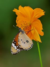 Close-up of butterfly pollinating on flower