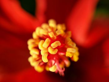 Macro shot of red flower