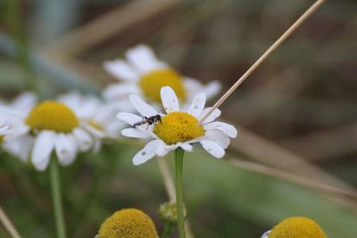 Close-up of white flowering plant