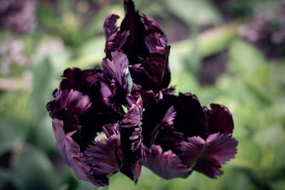 Close-up of wilted flowering plant