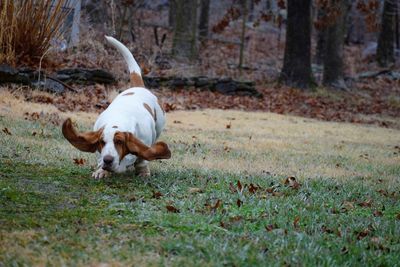 Dog running in field