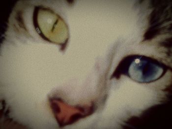 close-up