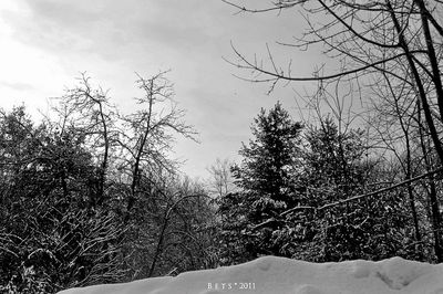 Bare trees against cloudy sky