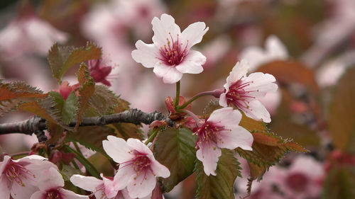 Close-up of pink cherry blossoms