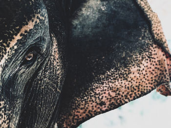 Close-up of elephant