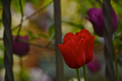 Close-up of red tulip blooming outdoors