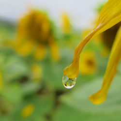 Close-up of yellow flower