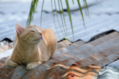 Cat on a roof