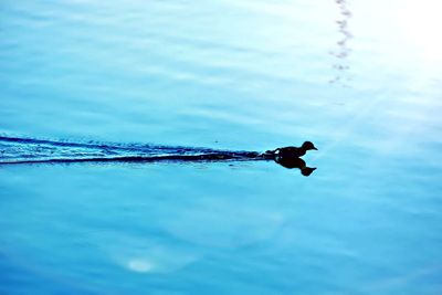Close-up of duck swimming on lake