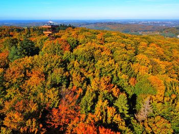 Scenic view of trees in forest during autumn