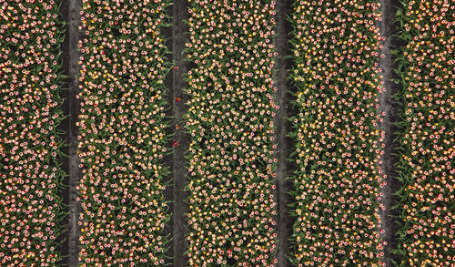 Full frame shot of plants