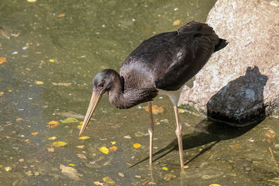 High angle view of duck drinking water