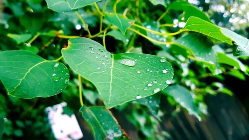 Close-up of raindrops on leaves