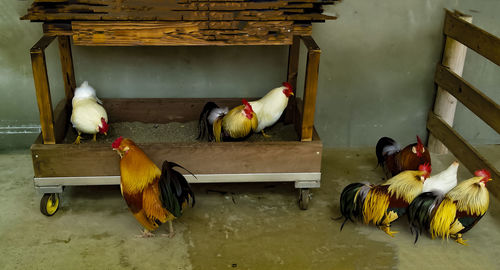 High angle view of birds on wood