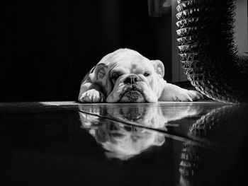 Portrait of english bulldog relaxing on floor at home