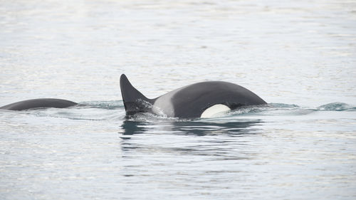 Killer whale swimming in sea