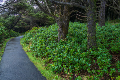 Road amidst trees in forest