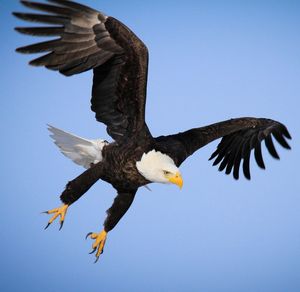 Eagle take off