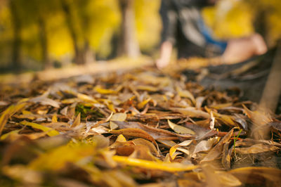 Close-up of dry autumn leaves