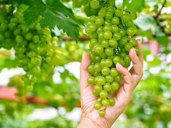 Cropped image of hand holding fruit