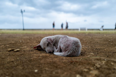 Cat lying on ground