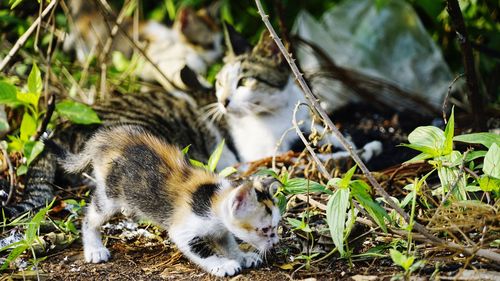 View of two cats on field