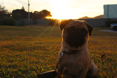 Close-up of dog sitting on grass