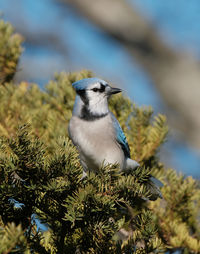 Low angle view of bird perching on branch